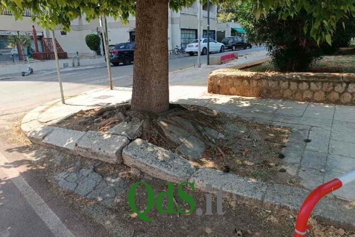 Palermo, le radici degli alberi devastano i marciapiedi: gli interventi previsti e il piano del Comune