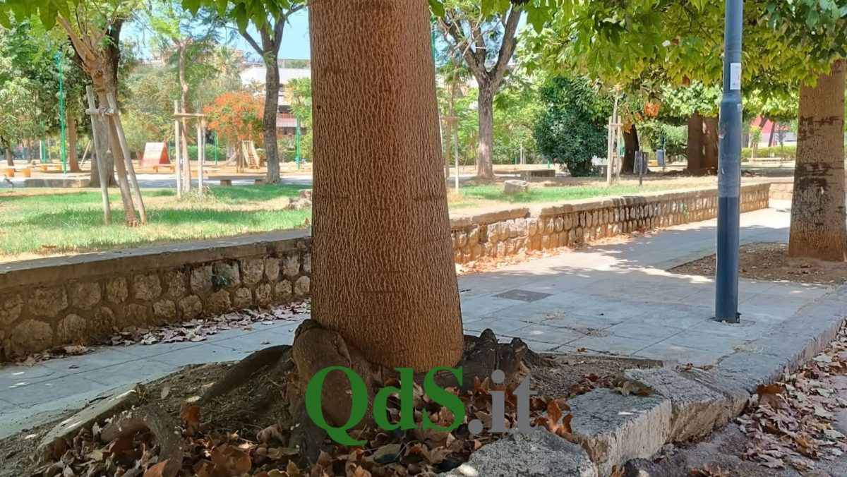 Palermo, le radici degli alberi devastano i marciapiedi: gli interventi previsti e il piano del Comune Palermo, le radici degli alberi devastano i marciapiedi: gli interventi previsti e il piano del Comune