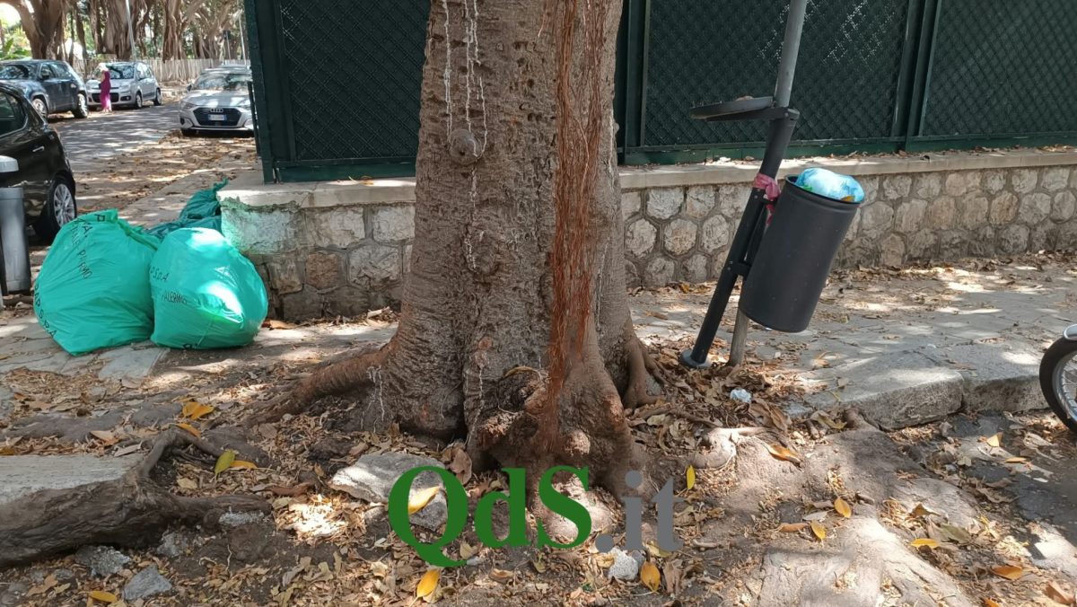 Palermo, le radici degli alberi devastano i marciapiedi: gli interventi previsti e il piano del Comune Palermo, le radici degli alberi devastano i marciapiedi: gli interventi previsti e il piano del Comune