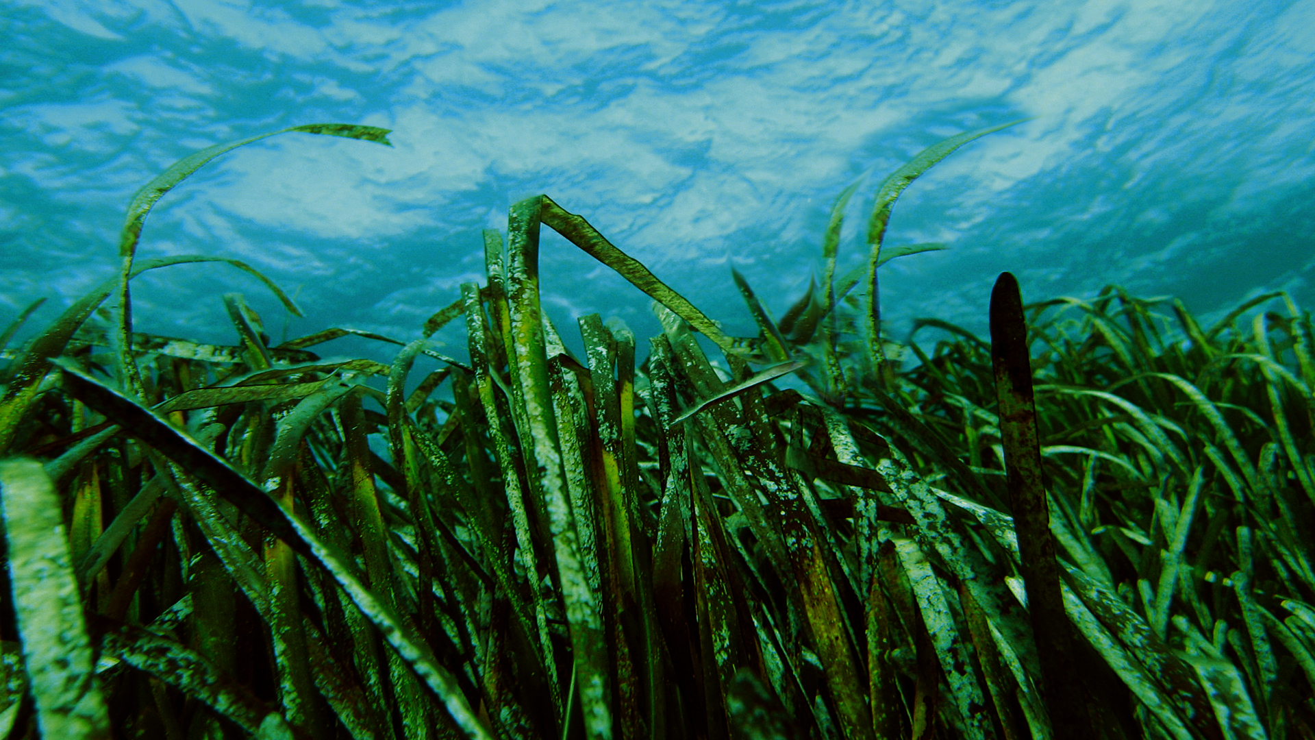 Натуральные водоросли. Морские водоросли ламинария. Морская капуста ламинария. Бурые водоросли морская капуста. Ломаниря Марское капус.