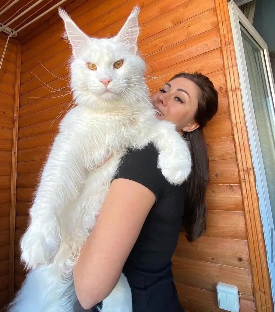 gatto gigante