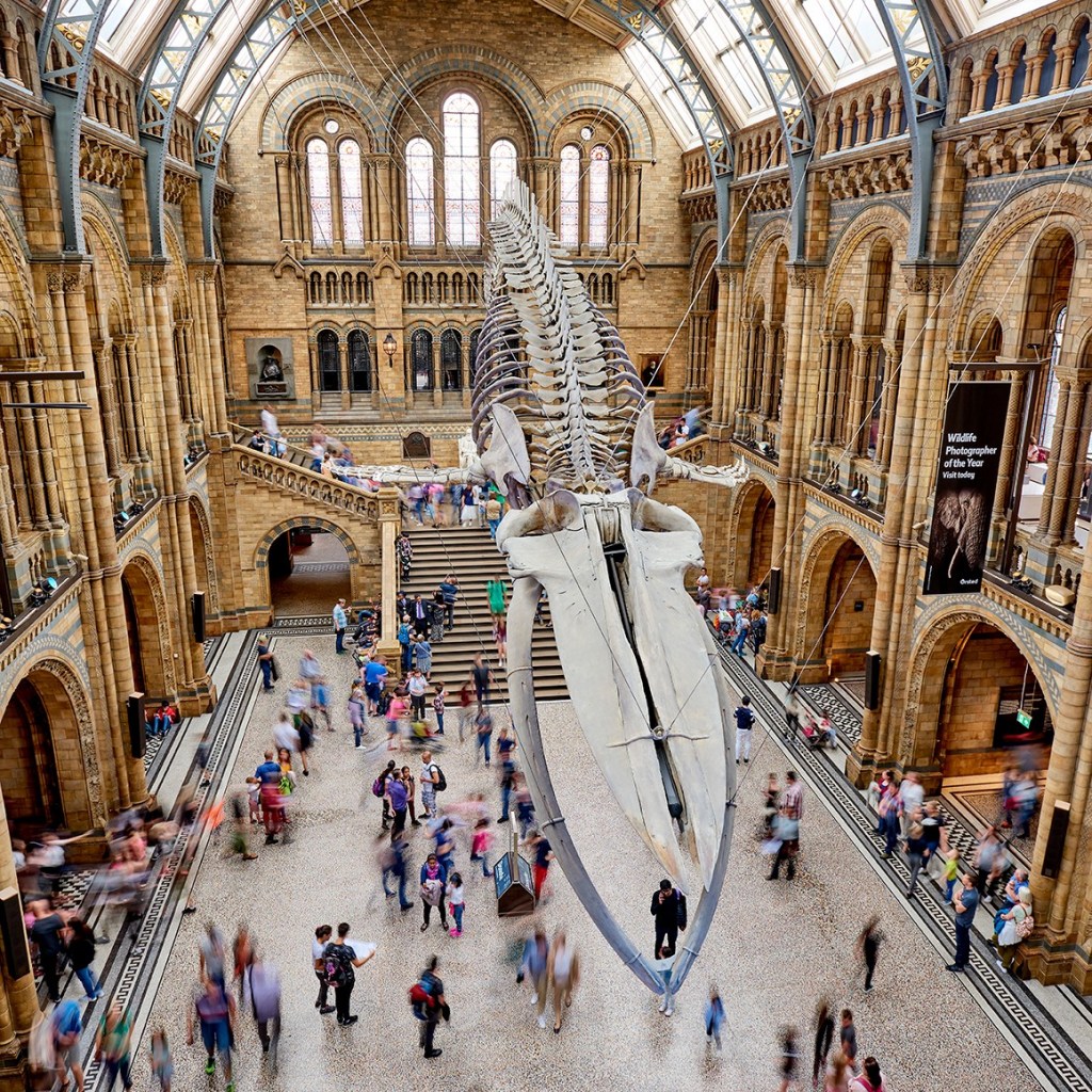 Il Museo di storia naturale di Londra