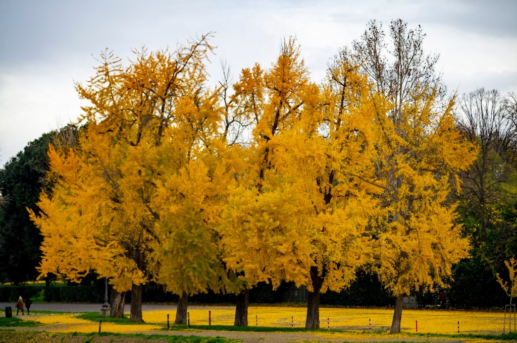 Autunno - Equinozio d'autunno - Foglie e alberi - Natura - Imagoeconomica (2)