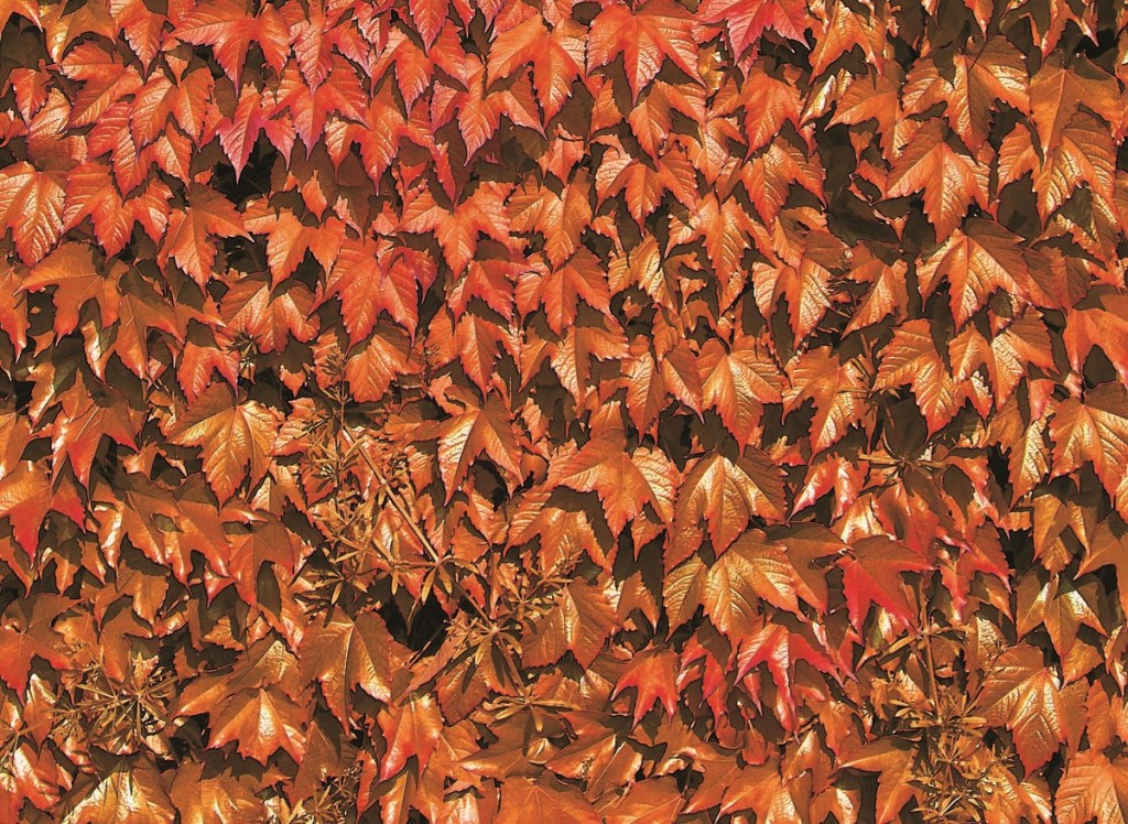 Autunno - Equinozio d'autunno - Foglie e alberi - Natura - Imagoeconomica (2)