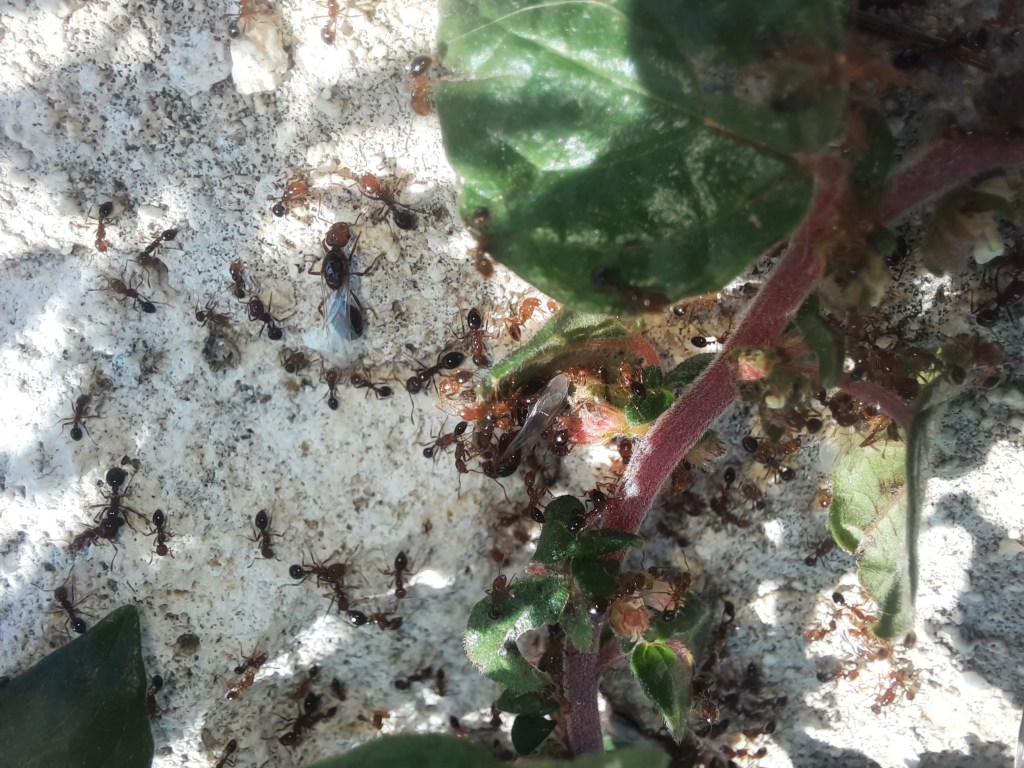 Le formiche di fuoco in Sicilia, Siracusa