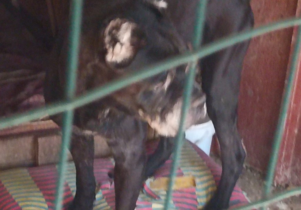 Rifugio lager per animali a Ragusa, la denuncia di Oipa