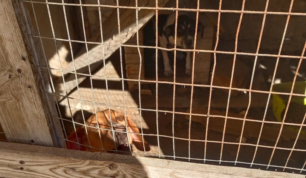 Rifugio lager per animali a Ragusa, la denuncia di Oipa